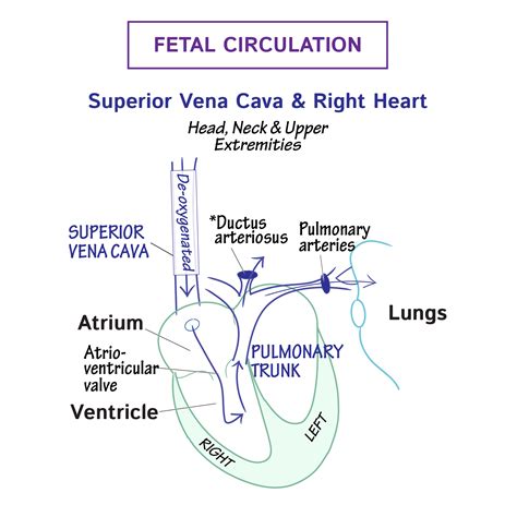 Fetal Circulation Anatomy - Anatomical Charts & Posters