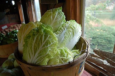 How To Grow Napa Cabbage Gardeners Path