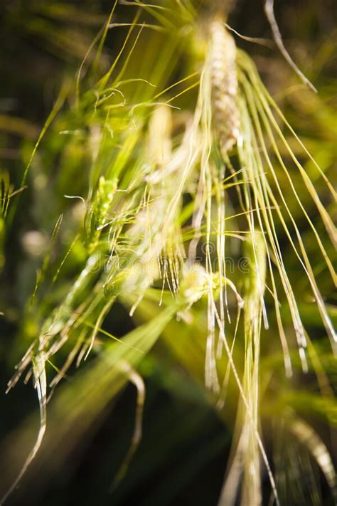 Wheat Field Ears Of Golden Wheat Close Up In A Rural Scenery Under