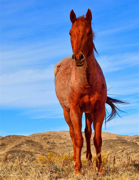 Red Roan Horse by cocoloveappaloossa on DeviantArt