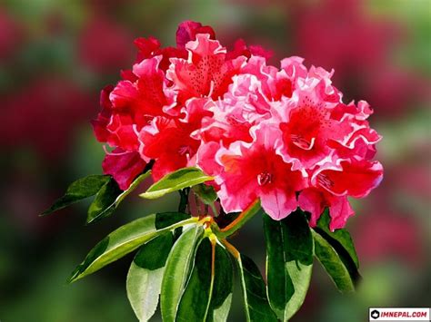 Everything You Wanna Know About National Flower Of Nepal