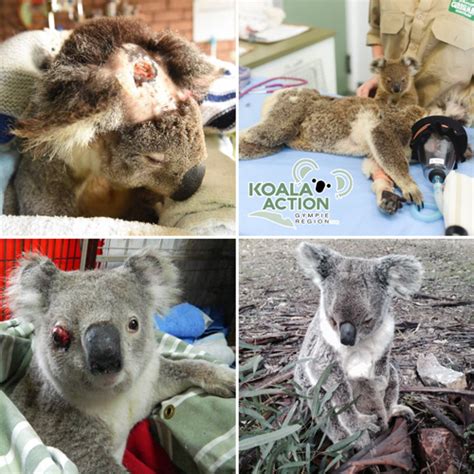 Health Sick Or Injured Koalas In The Gympie Region