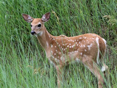 2,700+ White Tailed Baby Deer Stock Photos, Pictures & Royalty-Free Images - iStock