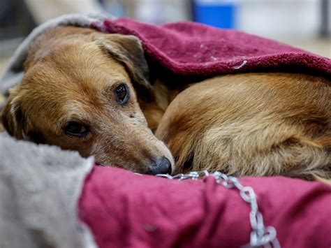 Cientos de perros en un centro de compras y recuperación de animales