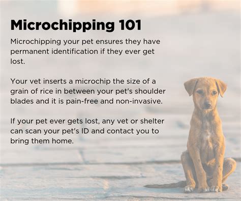 Is It Safe To Microchip Your Dog