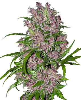 Purple Bud Feminized Seeds by White Label – Sensi Seeds