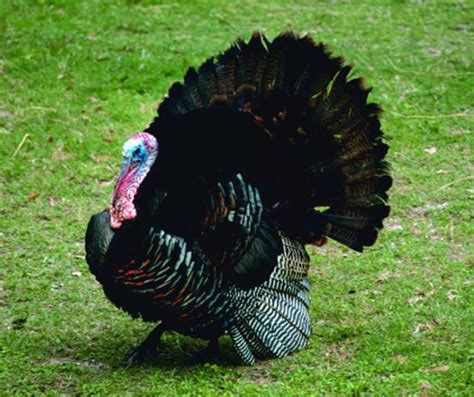 Free Picture Wild Male Turkey Bird Up Close Meleagris Gallopavo