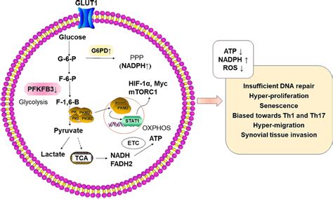 Cd4⁺ T Cell Metabolism In Rheumatoid Arthritis T Cell Metabolism In Ra