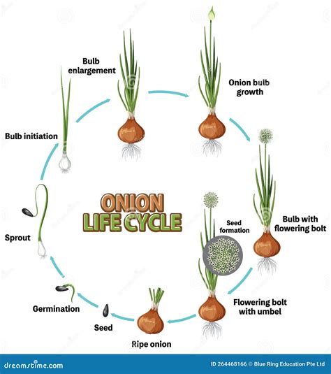 Onion Life Cycle Vector Illustration Cartoondealer