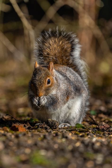 Ardilla Roedor Fauna Silvestre Foto Gratis En Pixabay Pixabay