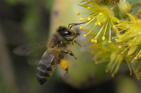 Abejas Avispas Y Hormigas Gomera Vive