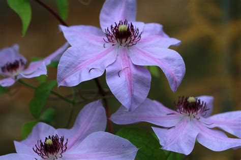 Clematis ‘blue Ravine Viridis