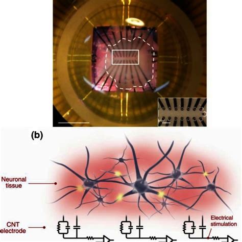 Flexible Cnt Mea For Extracellular Neuronal Recording And Stimulation Download Scientific