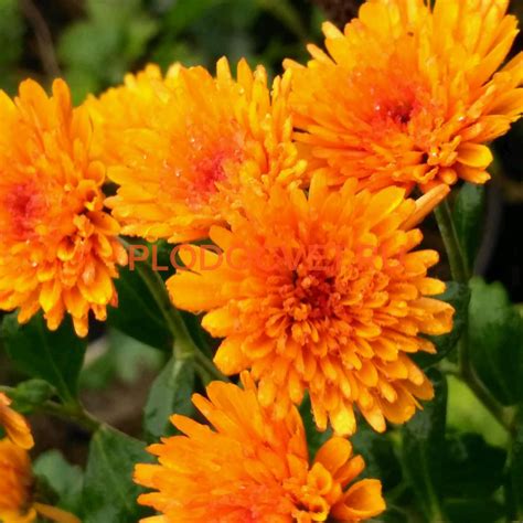 Хризантема мультифлора Наваре - Хризантемы, астры, мята и многолетники