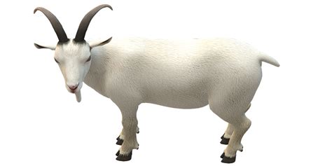 Goat Isolated On A Transparent Background 34487693 PNG