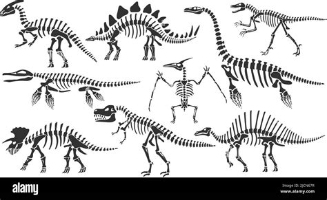 Dinosaur Skeletons Dino Bones Stegosaurus Fossil And Tyrannosaurus