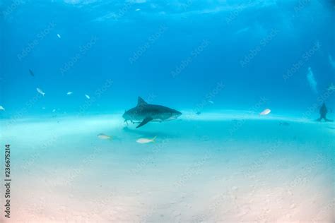 Tiger shark at Tigerbeach, Bahamas Stock Photo | Adobe Stock