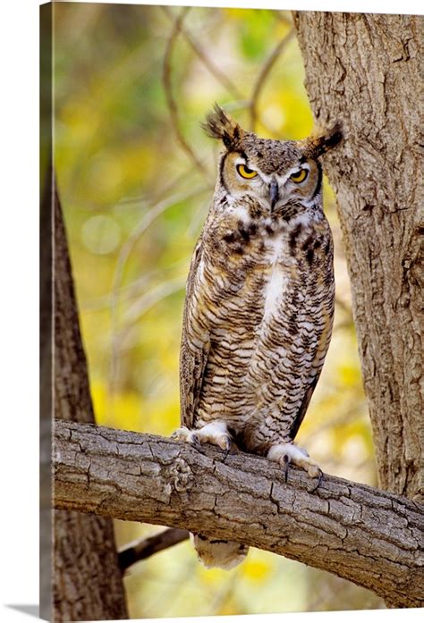 Great Horned Owl Sitting In A Cottonwood Tree Great Big Canvas