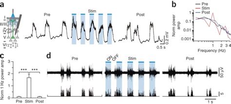 Layer Specific Excitatory Circuits Differentially Control Recurrent