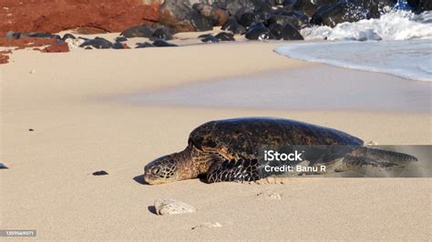 Penyu Hijau Atau Penyu Hijau Pasifik Foto Stok - Unduh Gambar Sekarang - iStock