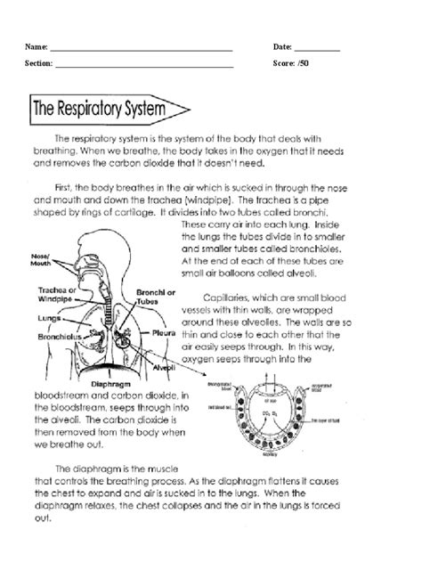 Respiratory System Worksheet | PDF