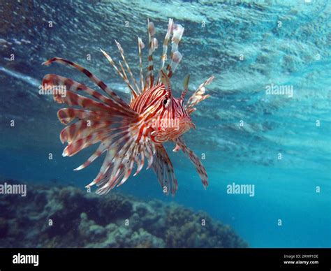 Lion Fish In The Red Sea In Clear Blue Water Hunting For Food Stock