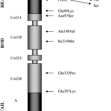 Schematic Representation Of The Neurofilament Light Protein With