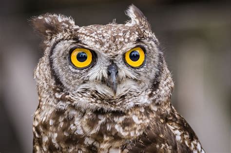 Selektiver fokusschuss einer eule mit großen gelben augen Kostenlose Foto