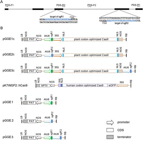 Schematic Of Expression Cassettes Used In This Study A Schematic Of