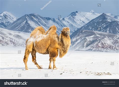 3453 Camel Snow Images Stock Photos And Vectors Shutterstock