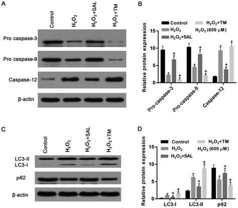 Roles Of Endoplasmic Reticulum Stress And Autophagy On H2o2‑induced