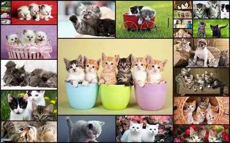 Cat Games Jigsaw Puzzles for Kids and Adults - Fun offline relaxing ...