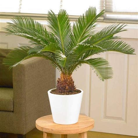 Sago Palm Pot