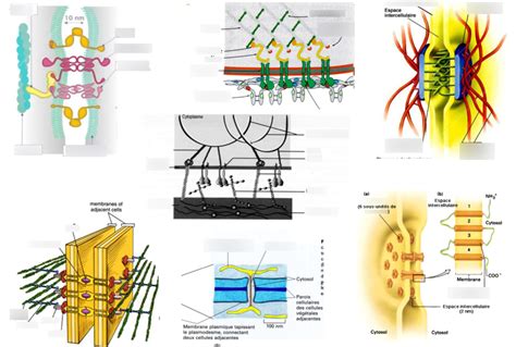 Diagramme adhérence cellulaire Diagram Quizlet