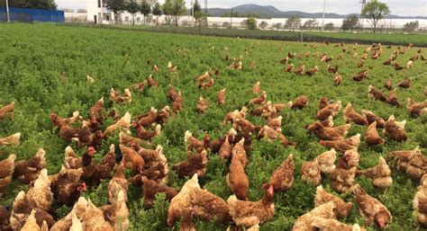 Organic Poultry Farming An Overview Of Methods Benefits