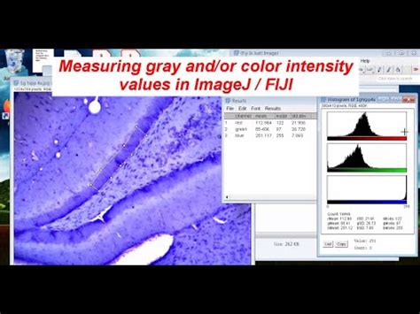 Measuring Gray Color Intensity With ImageJ FIJI SEE DESCRIPTION