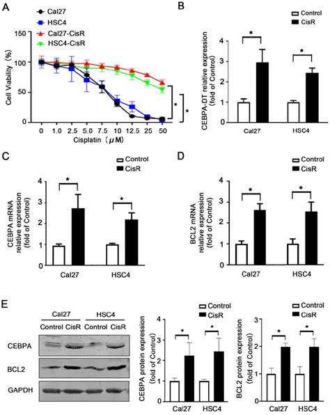 Cebpa Dt Up Regulation Correlates To Cisplatin Resistance In Oscc A Download Scientific