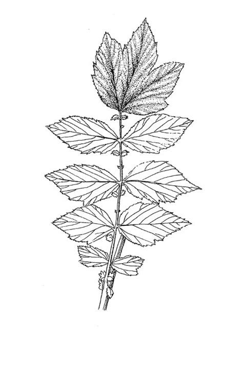 Quelles Plantes Sauvages Peut On Confondre Avec Les Cigu S