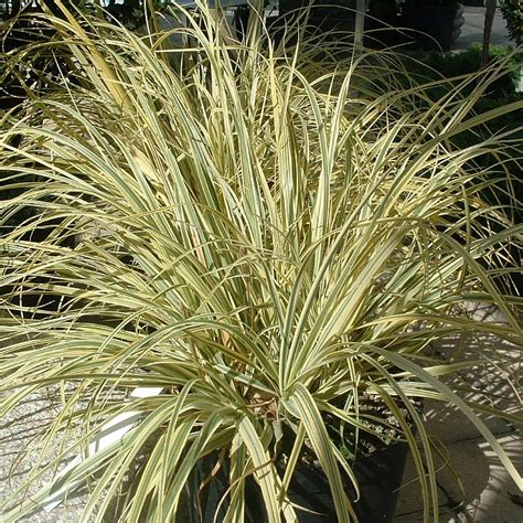 Cortaderia Selloana Splendid Star Find Haveplanter