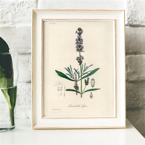 Lavender Print Vintage Botanical Poster Wall Art Decor - Etsy