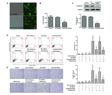 Omi HtrA2 Regulates LPS Induced Brain Endothelial Cell Apoptosis In