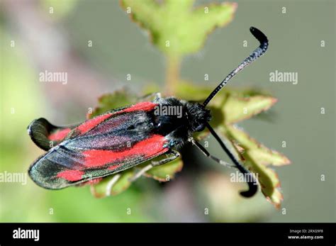 Transparent Stinging Nettle Provence Transparent Burnet Zygaena