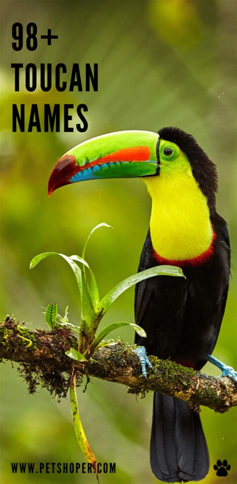 Toucan Names Best Cute Top Ideas With Video Petshoper