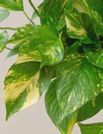 Golden Pothos Hanging Basket | Easy, Beginner-Friendly Houseplants ...