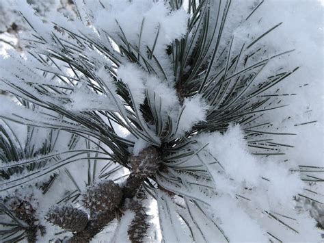 Frosted Pine Needles Djtomoi Flickr