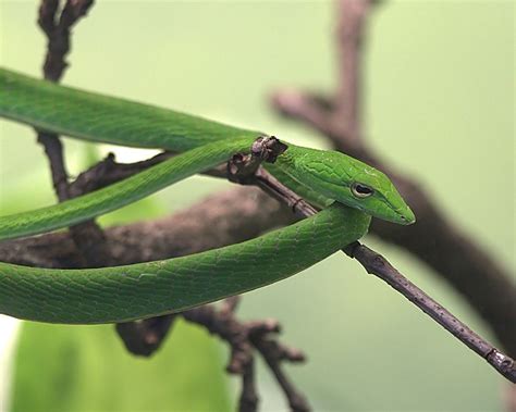 Cool Critters — Asian vine snake (Ahaetulla prasina) The asian...