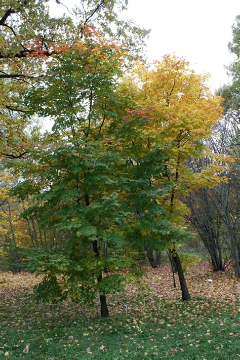 Клён Зибольда (72 фото) » НА ДАЧЕ ФОТО