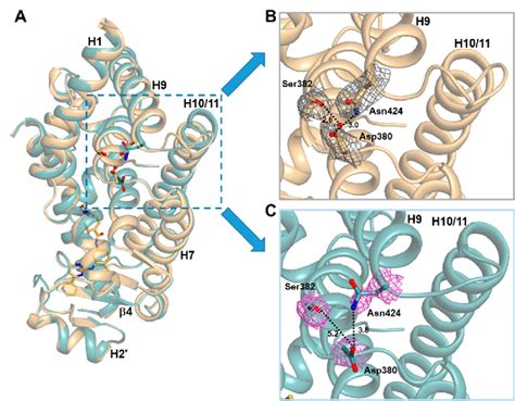 Side Views Of Imatinib Bound And Ligand Free Pparγ R288a Mutant Lbd Download Scientific Diagram