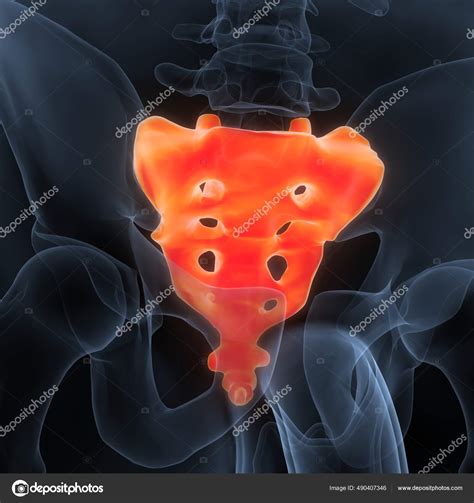 Human Skeleton System Sacrum Bone Anatomy Stock Photo by ©magicmine ...