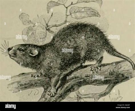 S hutia hi-res stock photography and images - Alamy